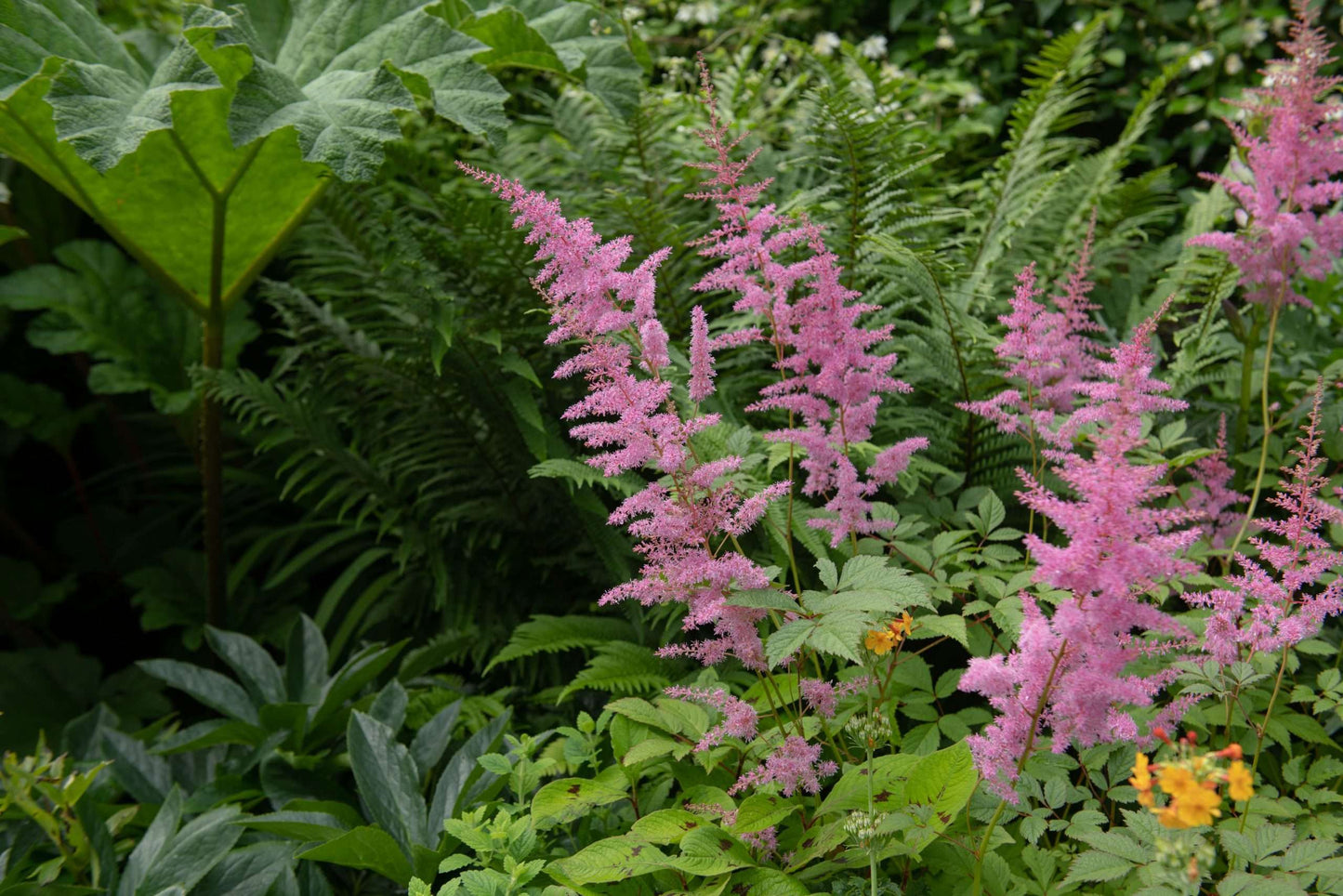 Filipendula rubra 'Venusta  Magnifica' - BP039 Packs