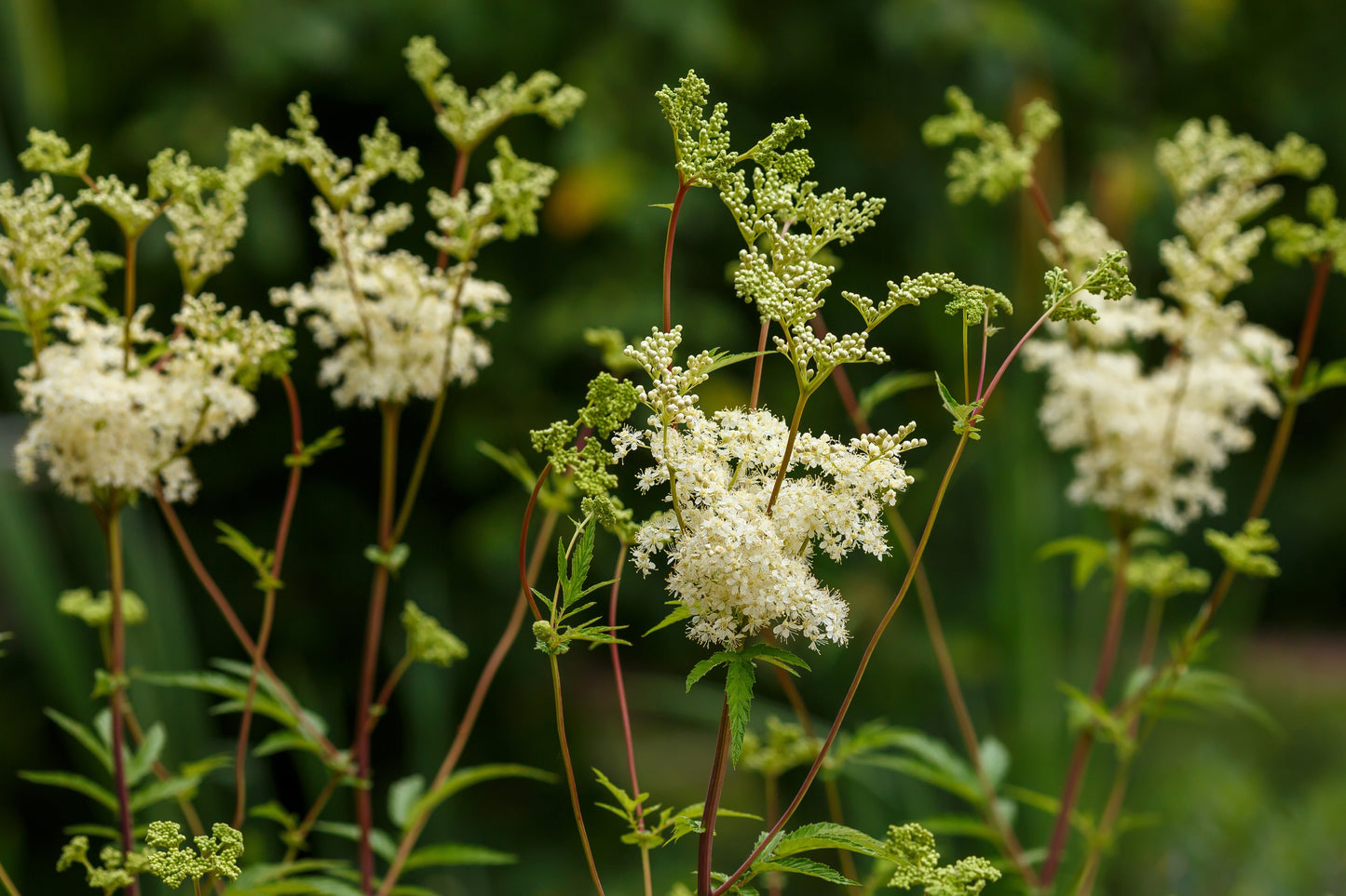 Filipendula Ulmaria - Marginal Pond Plants - BP040