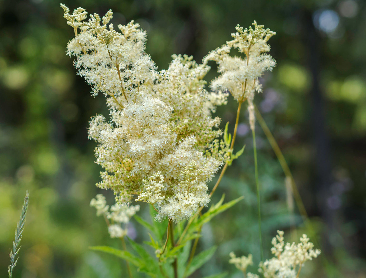 Filipendula Ulmaria - Marginal Pond Plants - BP040