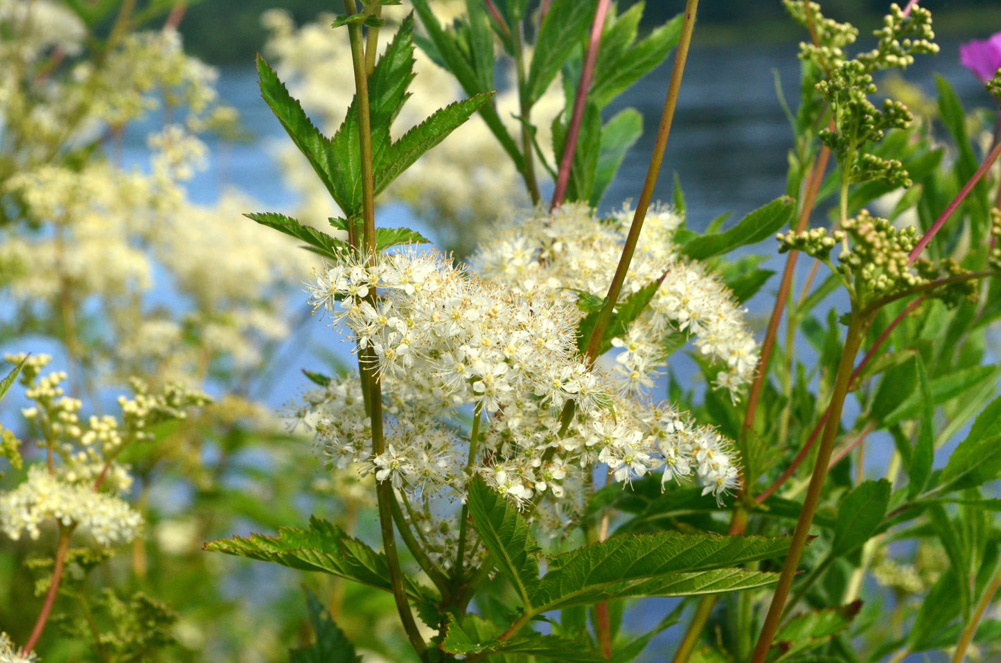 Filipendula Ulmaria - Marginal Pond Plants - BP040