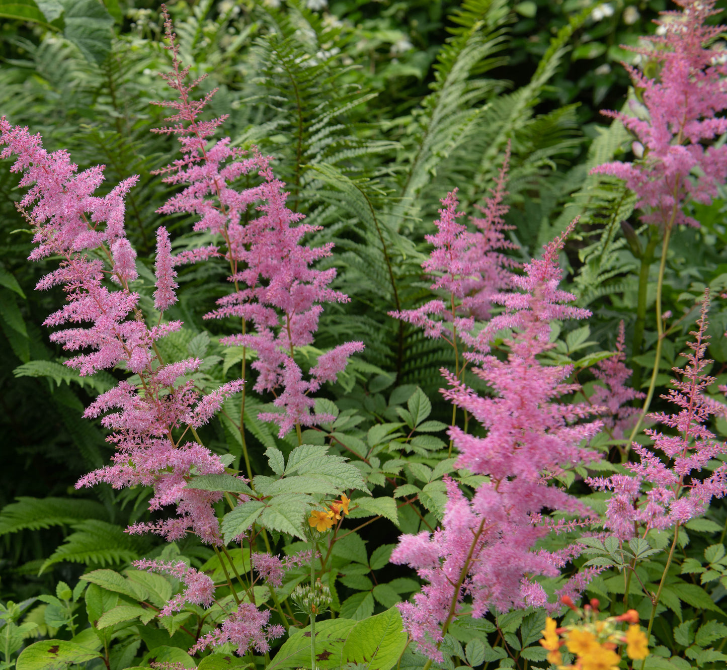 Filipendula rubra 'Venusta  Magnifica' - BP039 Packs