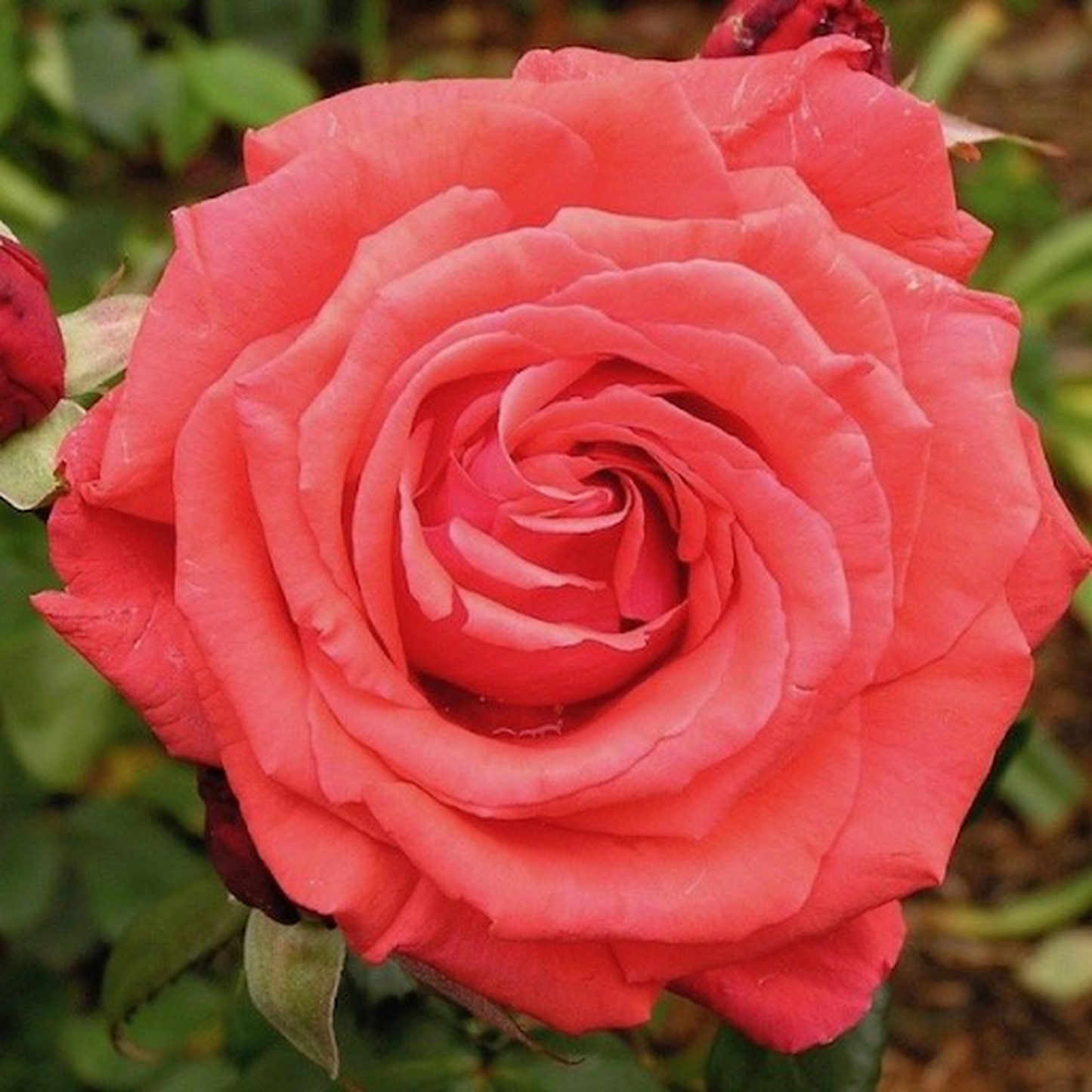 Fragrant Cloud Hybrid Tea Rose 4L (PRE ORDER DECEMBER '25)