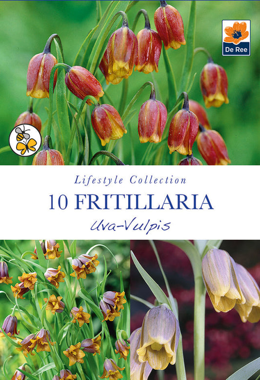 Fritillaria Uva Vulpis Bulbs (10 Bulbs)