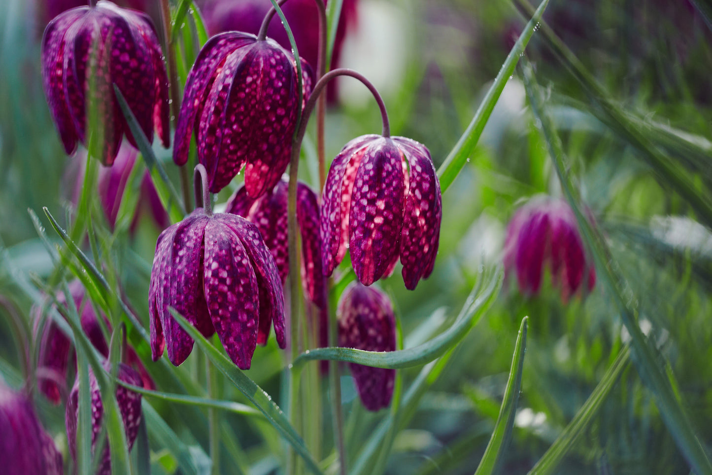 Fritillaria meleagris (Snakes head fritillary) - Marginal Pond Plants - BP041