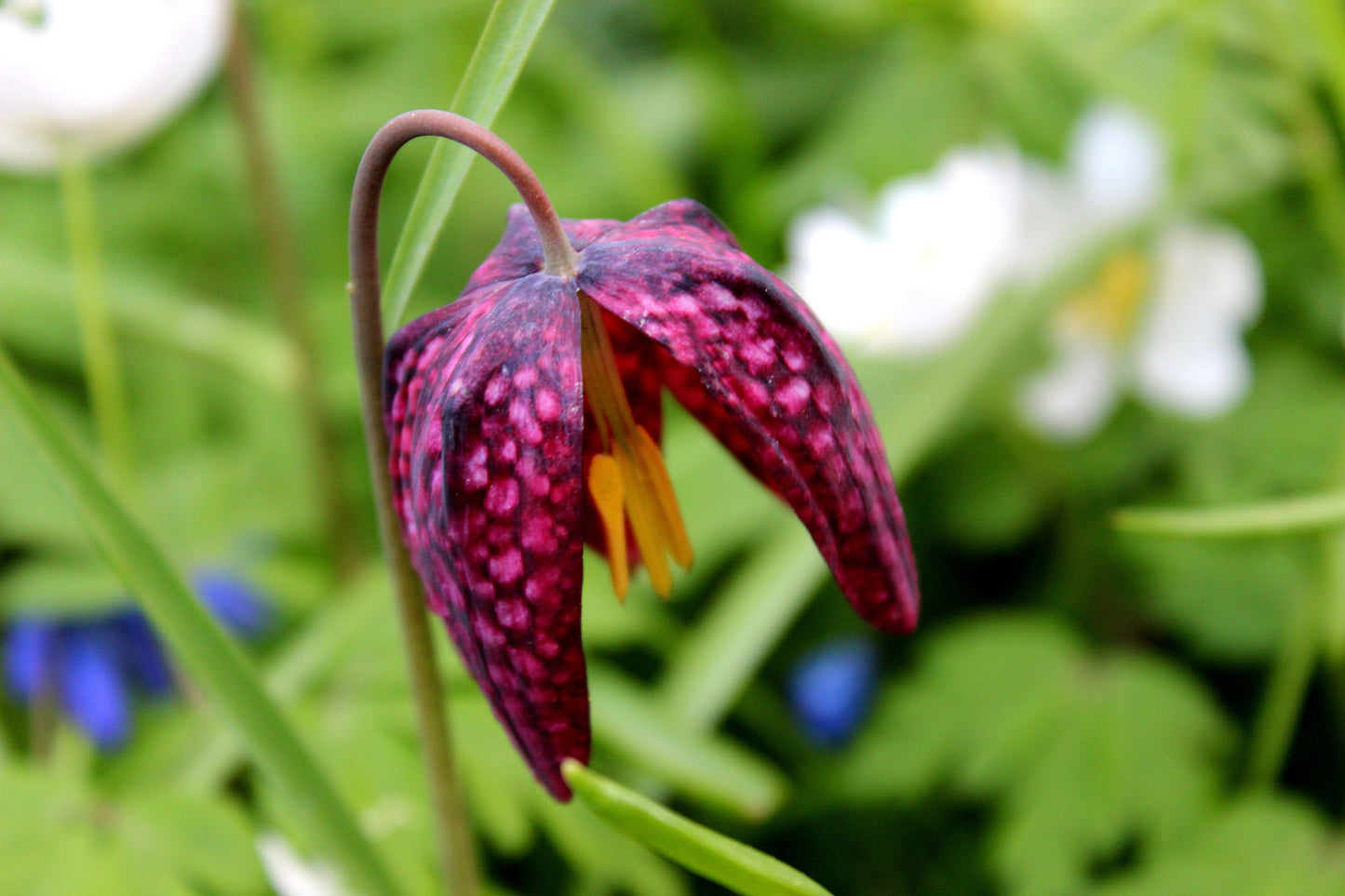 Fritillaria meleagris (Snakes head fritillary) - Marginal Pond Plants - BP041