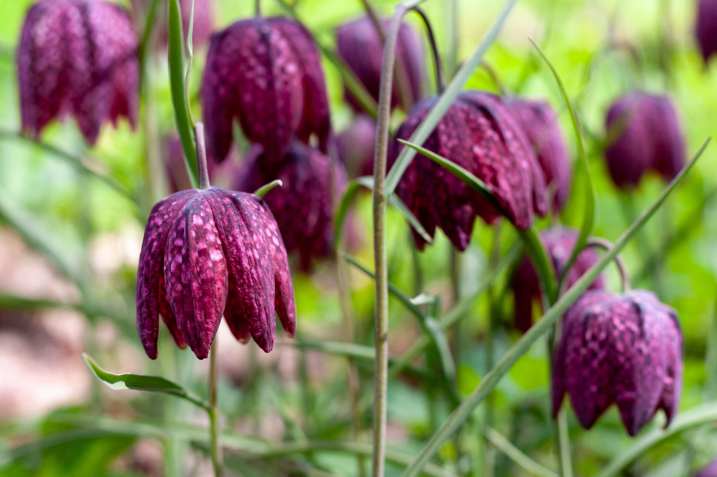 Fritillaria meleagris (Snakes head fritillary) - Marginal Pond Plants - BP041