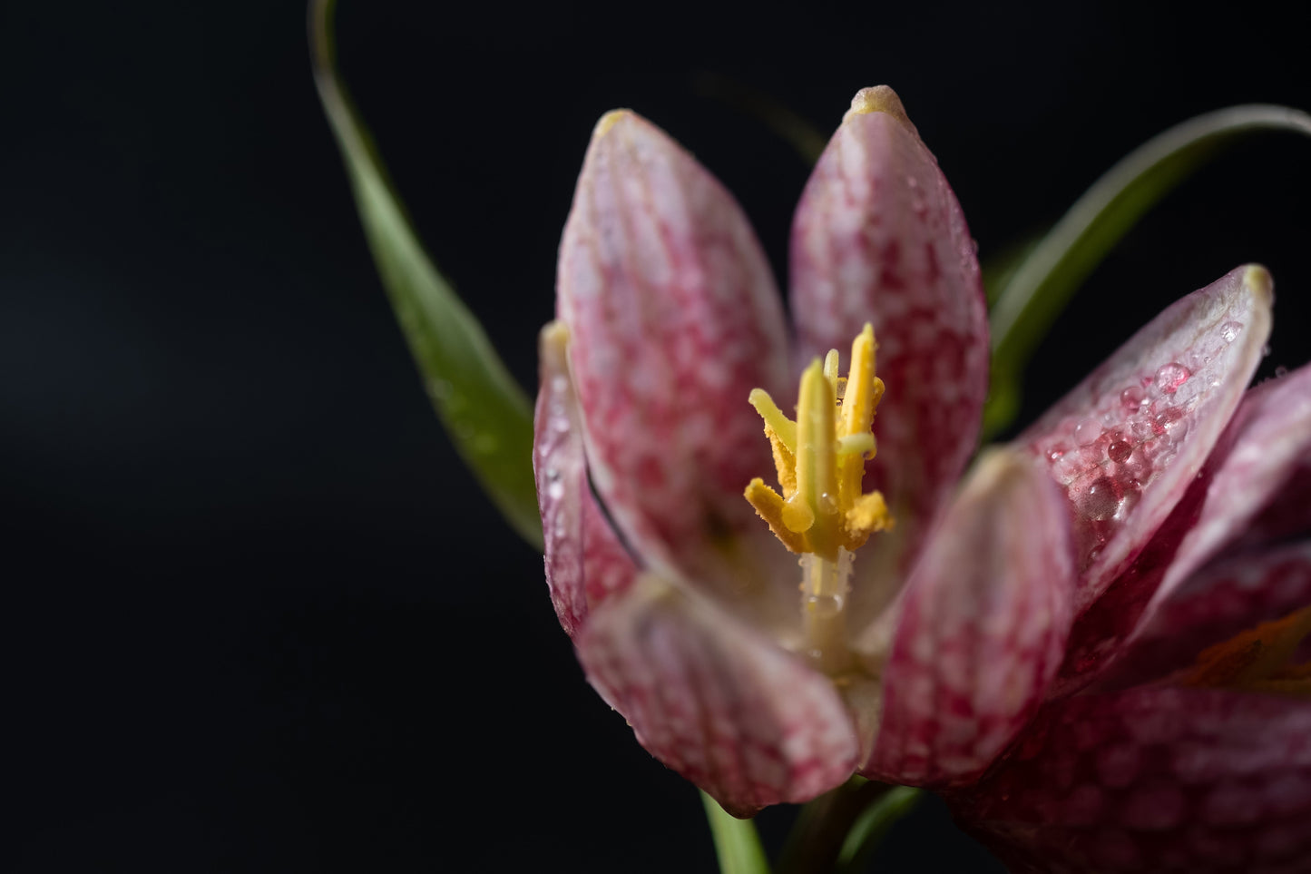 Fritillaria meleagris (Snakes head fritillary) - Marginal Pond Plants - BP041