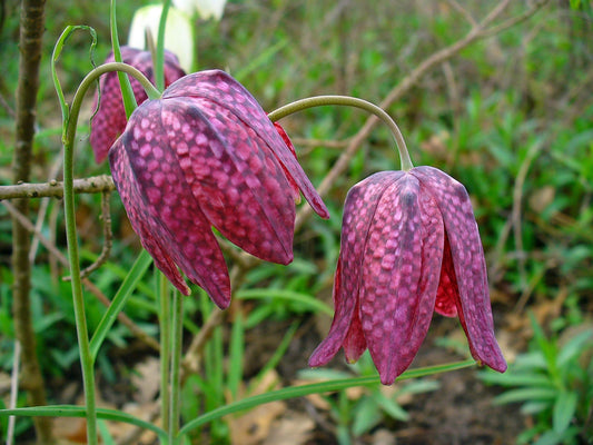 Fritillaria meleagris (Snakes head fritillary) - BP041 Packs