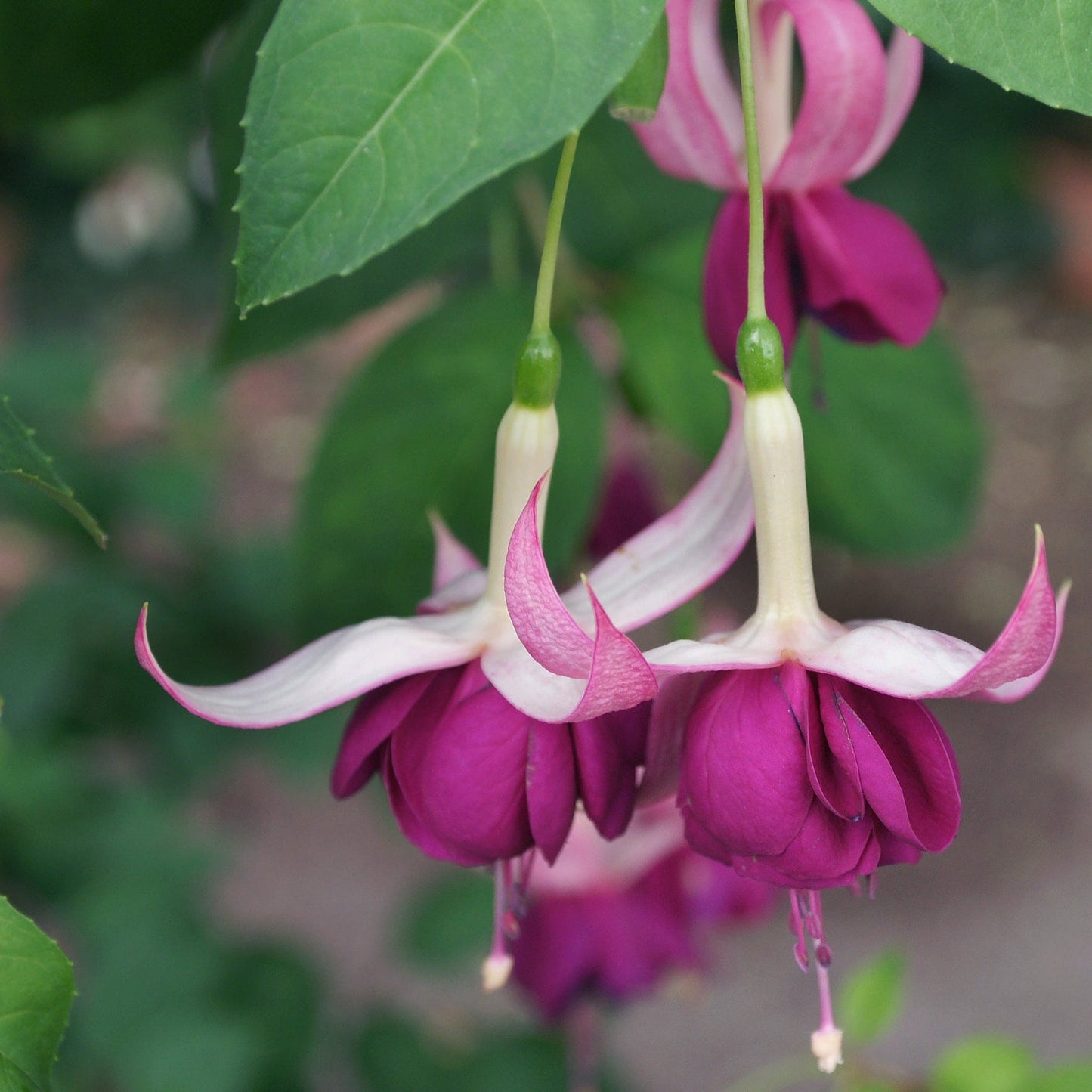 Hardy Fuchsia 'Delta's Sarah' 9cm / 2L