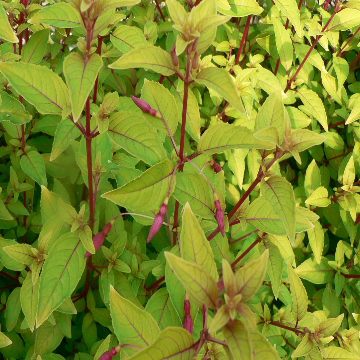 Our Choice of 2L Hardy Fuchsia