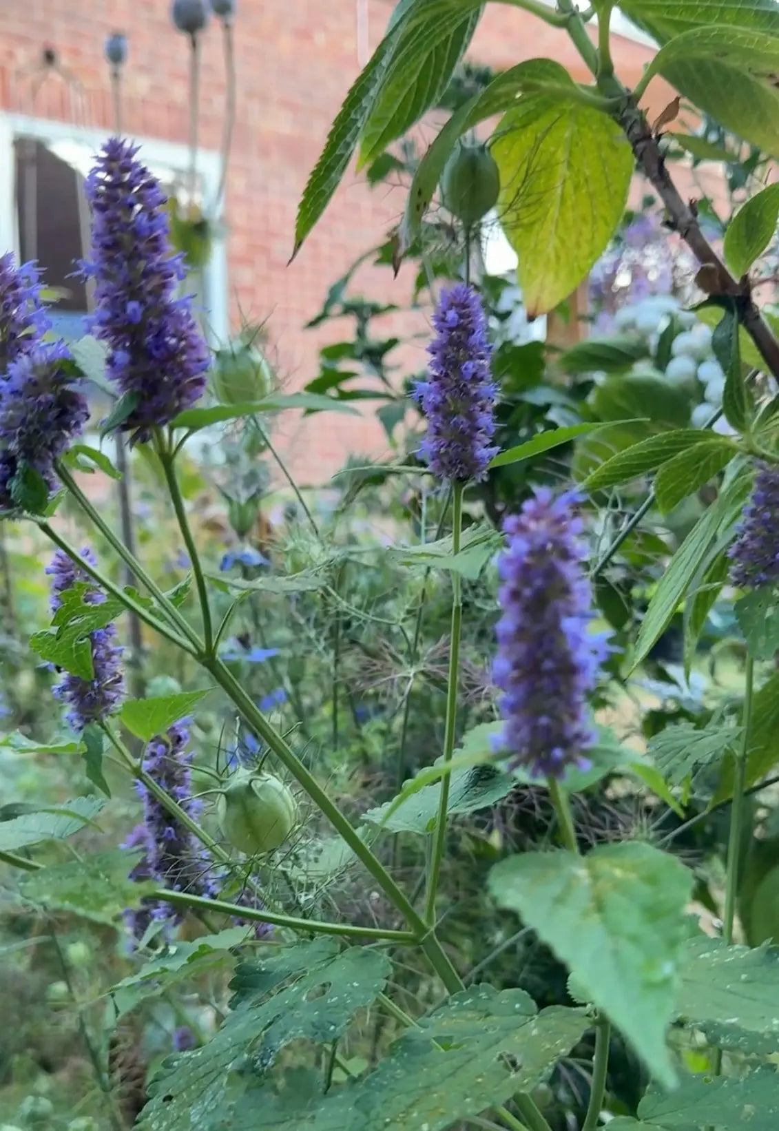 Agastache Liquorice Blue