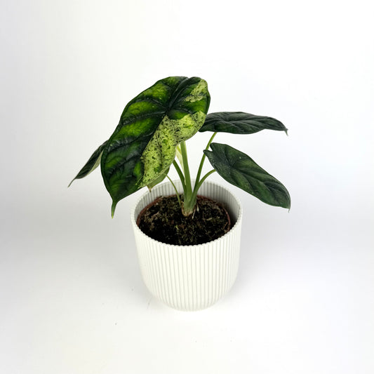 Alocasia Dragonscale Mint 11cm Houseplant