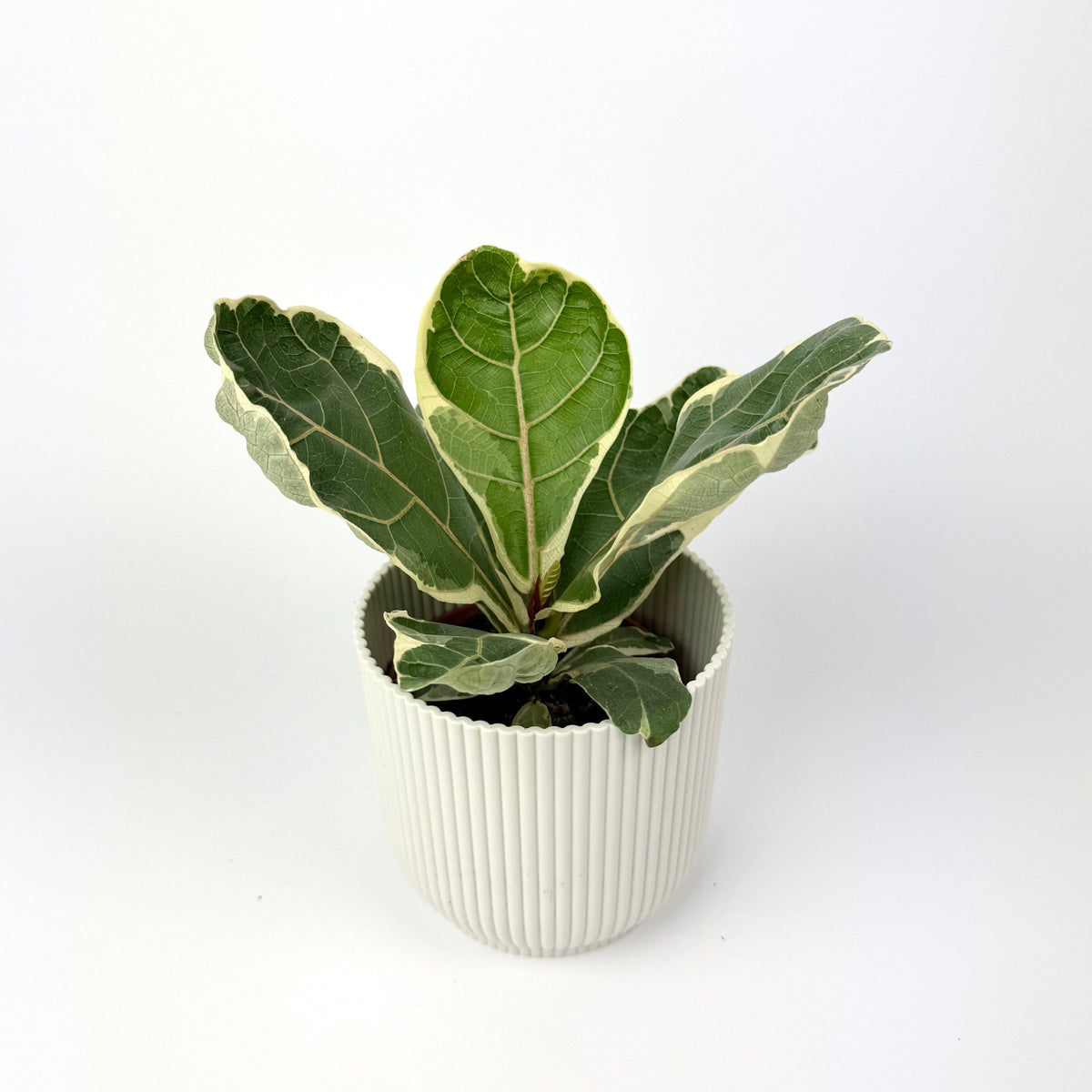 Ficus lyrata variegata 10.5cm