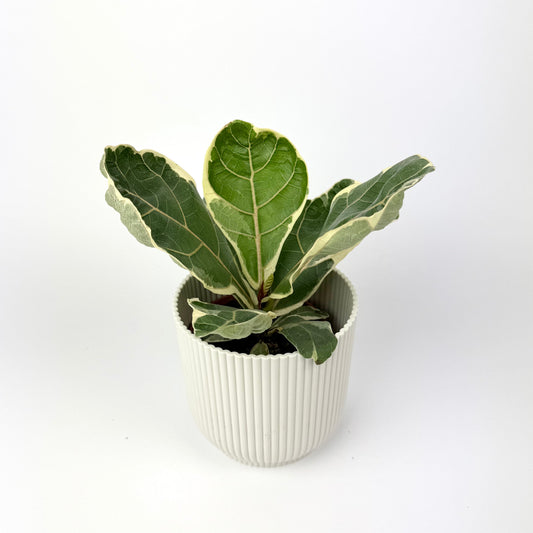 Ficus lyrata variegata 10.5cm