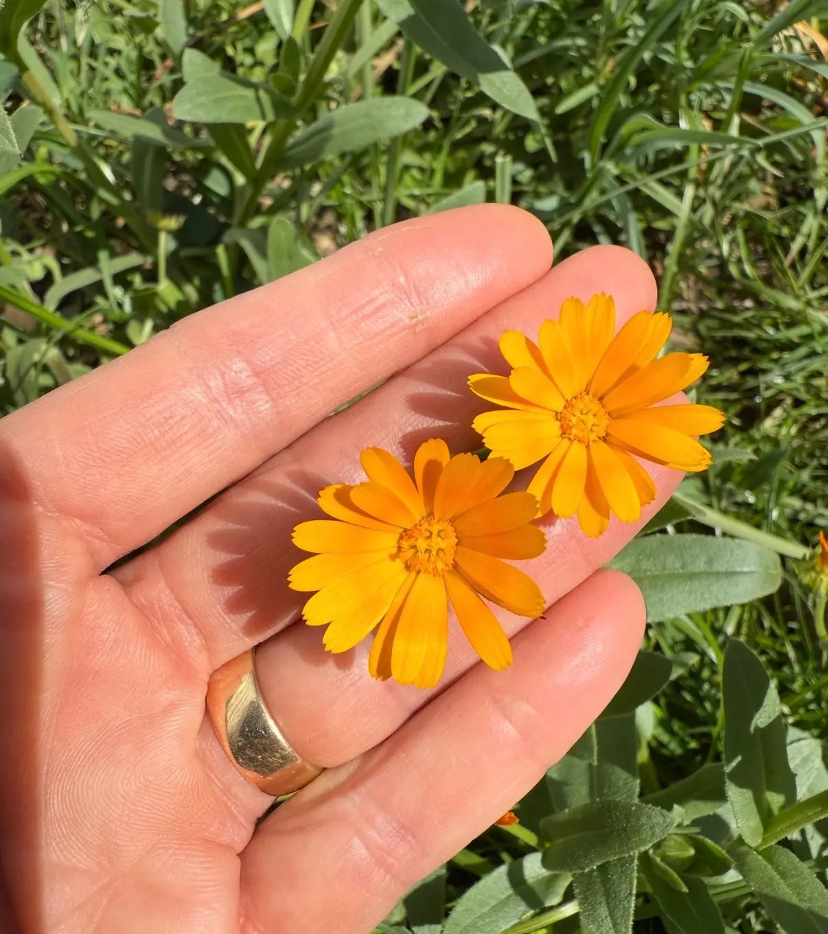Calendula Wintersun