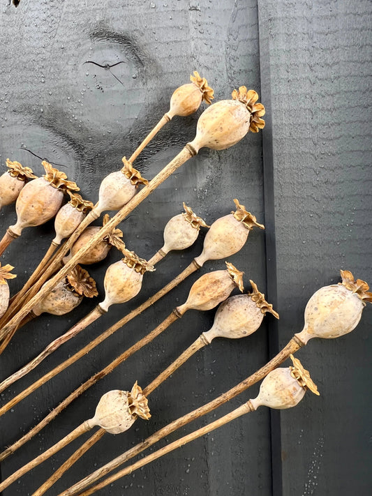 Poppy Heads Dried (Small)