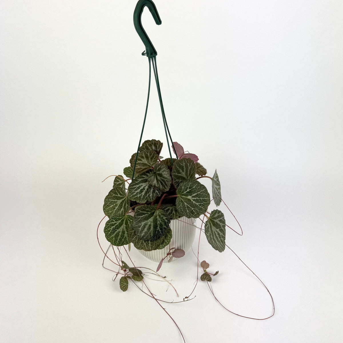 Saxifraga Stolonifera 14cm Hanging Houseplant