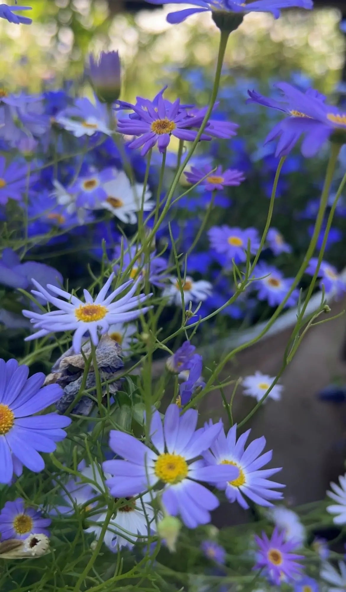 Swan River Daisies Mixed