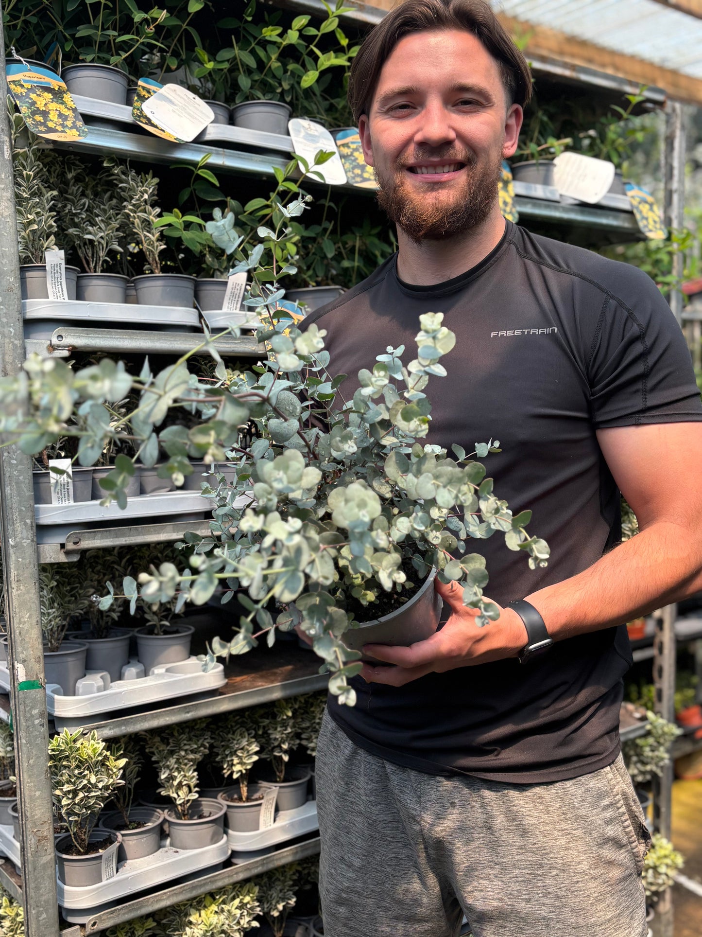 Eucalyptus 'Gunnii' | 2L / 5L Pot