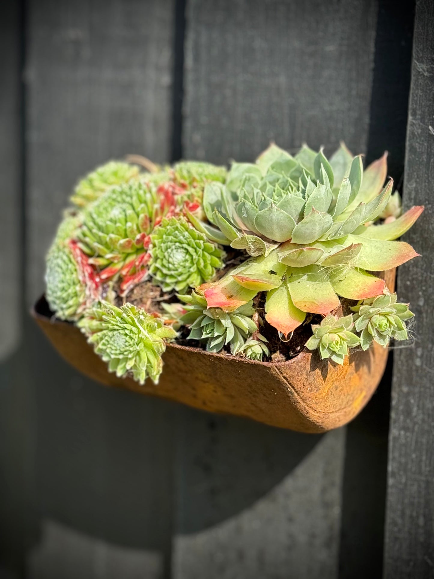 Vintage Rusty Metal Wall Mounted Planter / Herb Planter Plant Pot Fence Display