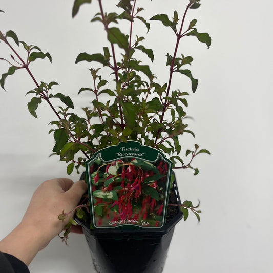 Hardy Fuchsia 'Riccartonii' 9cm / 2L