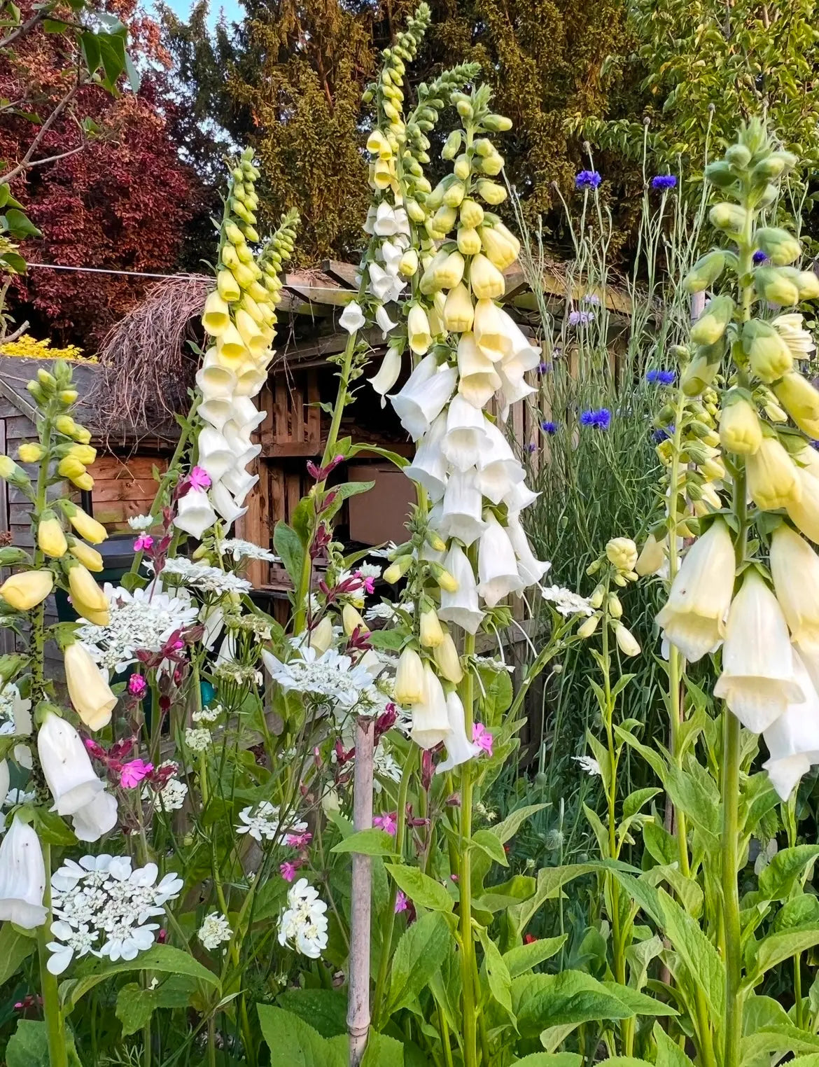Foxglove Alba White