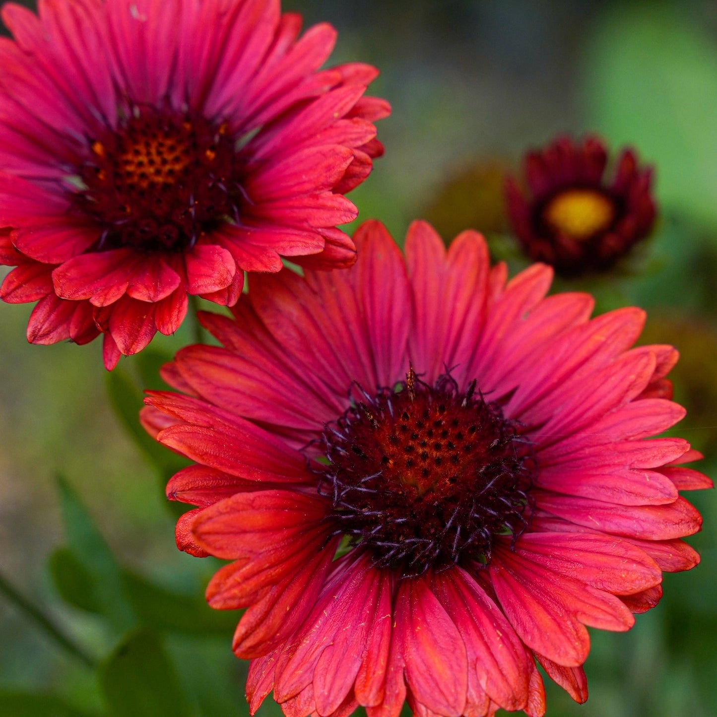 Gaillardia arista 'SpinTop Red' (Young Perennial)