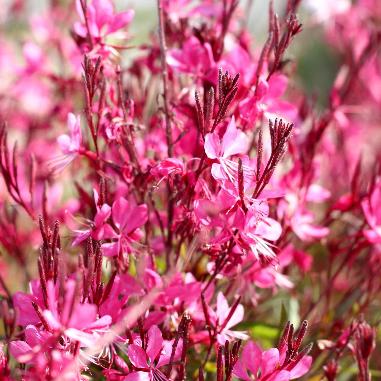 Gaura lindheimeri Gaudi Pink 9cm Pot
