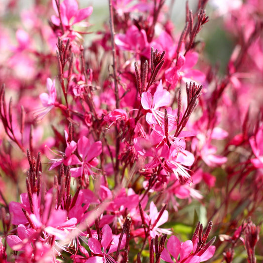 Gaura lindheimeri Gaudi Pink 9cm Pot