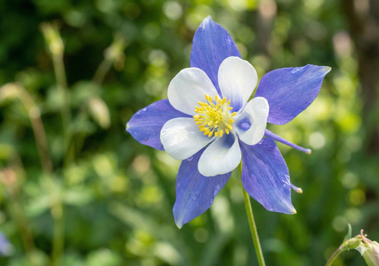 Aquilegia Columbine Blue