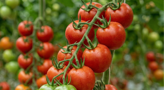 Tomato Alicante