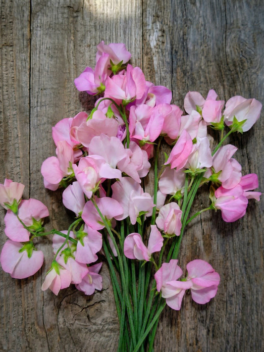 Sweet Pea Mollie Rilstone