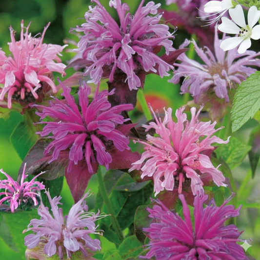 Monarda didyma Mixed