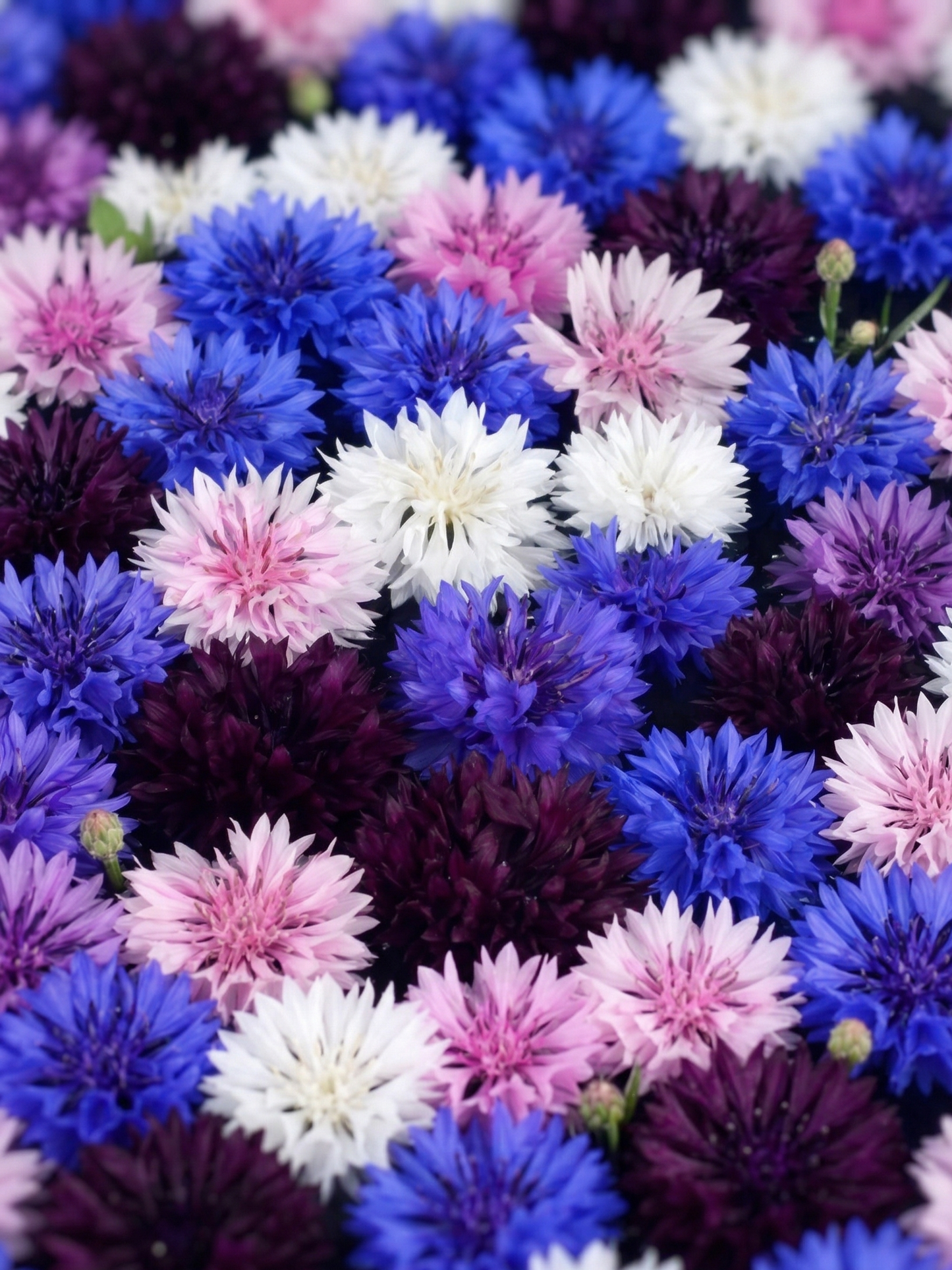 Cornflower Polka Dot Mixed