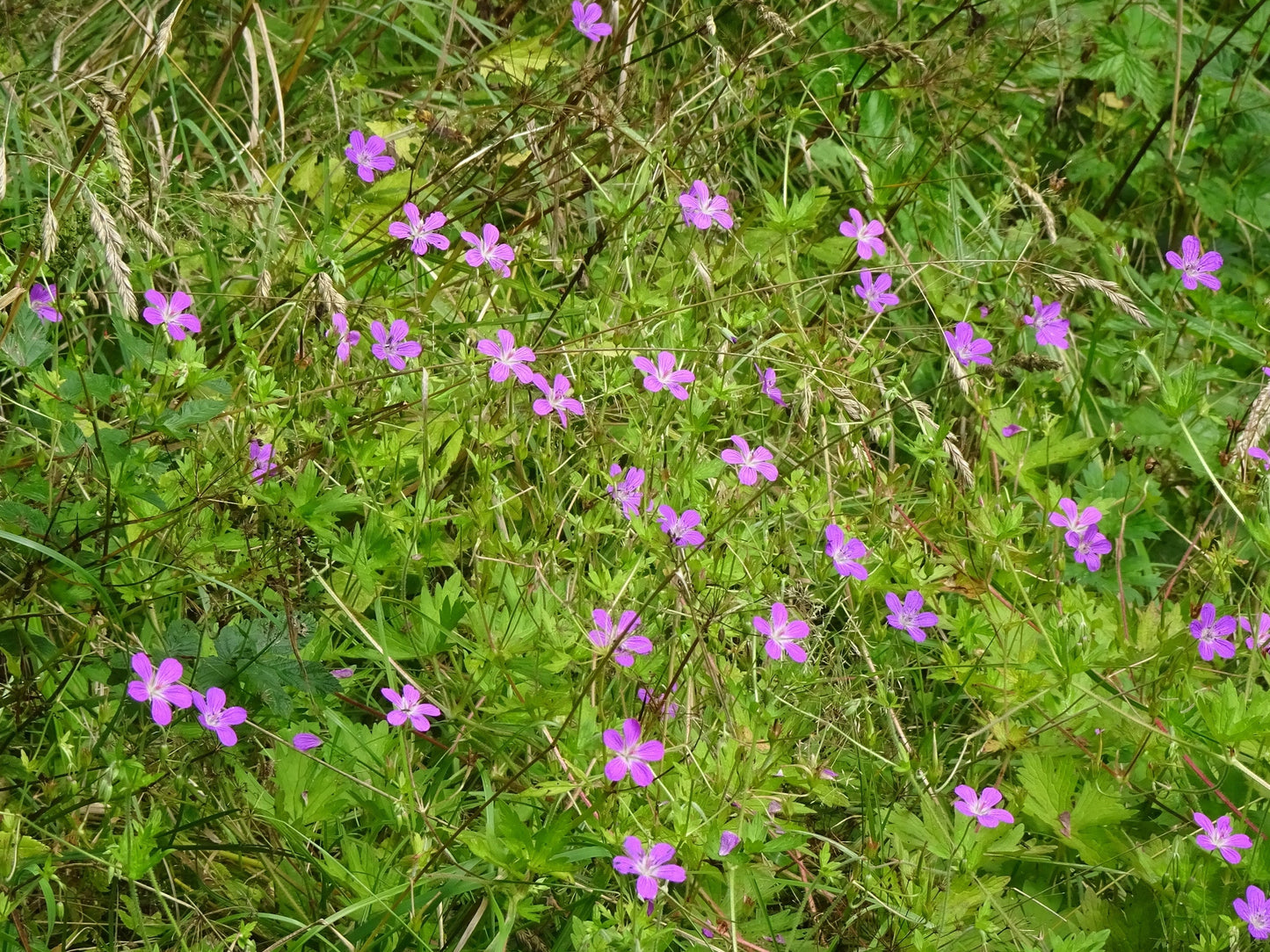 Geranium palustre - Marginal Pond Plants - BP042