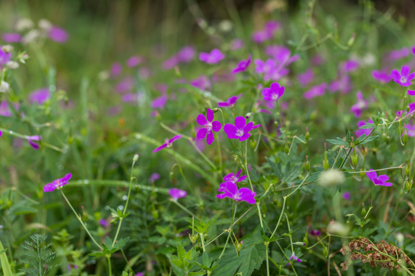 Geranium palustre - Marginal Pond Plants - BP042