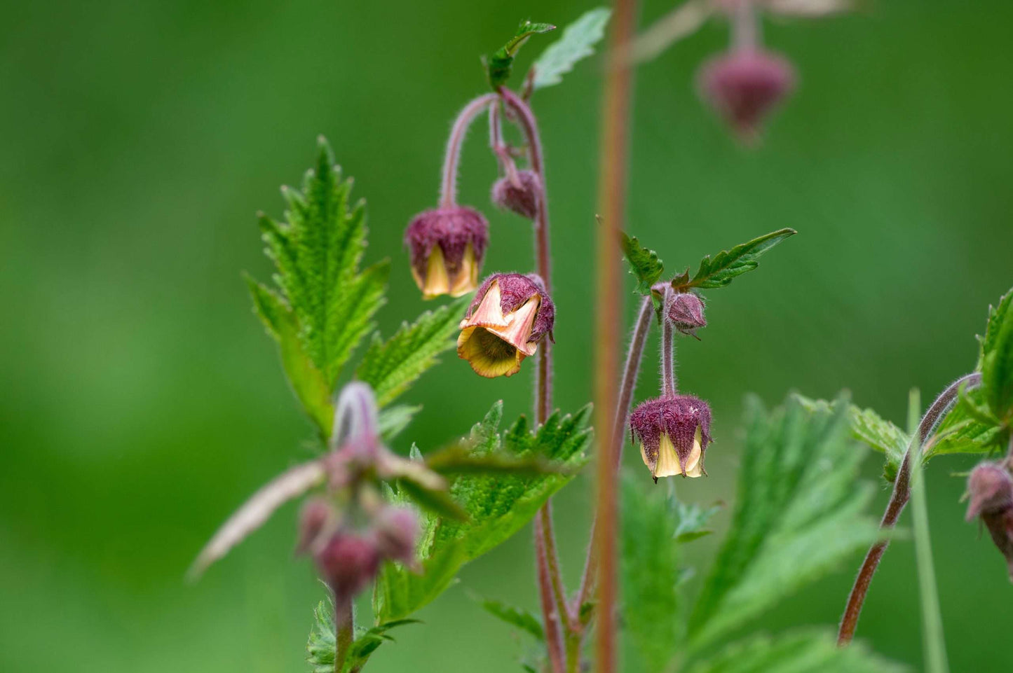 Geum rivale (Lemon Drop) - Marginal Pond Plants - MP039
