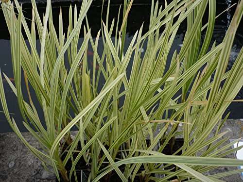 Glyceria maxima variegata (Variegated reed) - Marginal Pond Plants - MP041