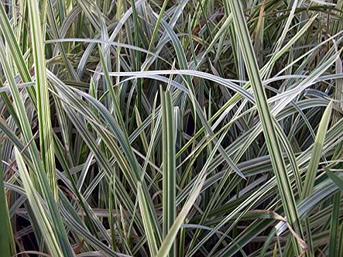 Glyceria maxima variegata (Variegated reed) - Marginal Pond Plants - MP041