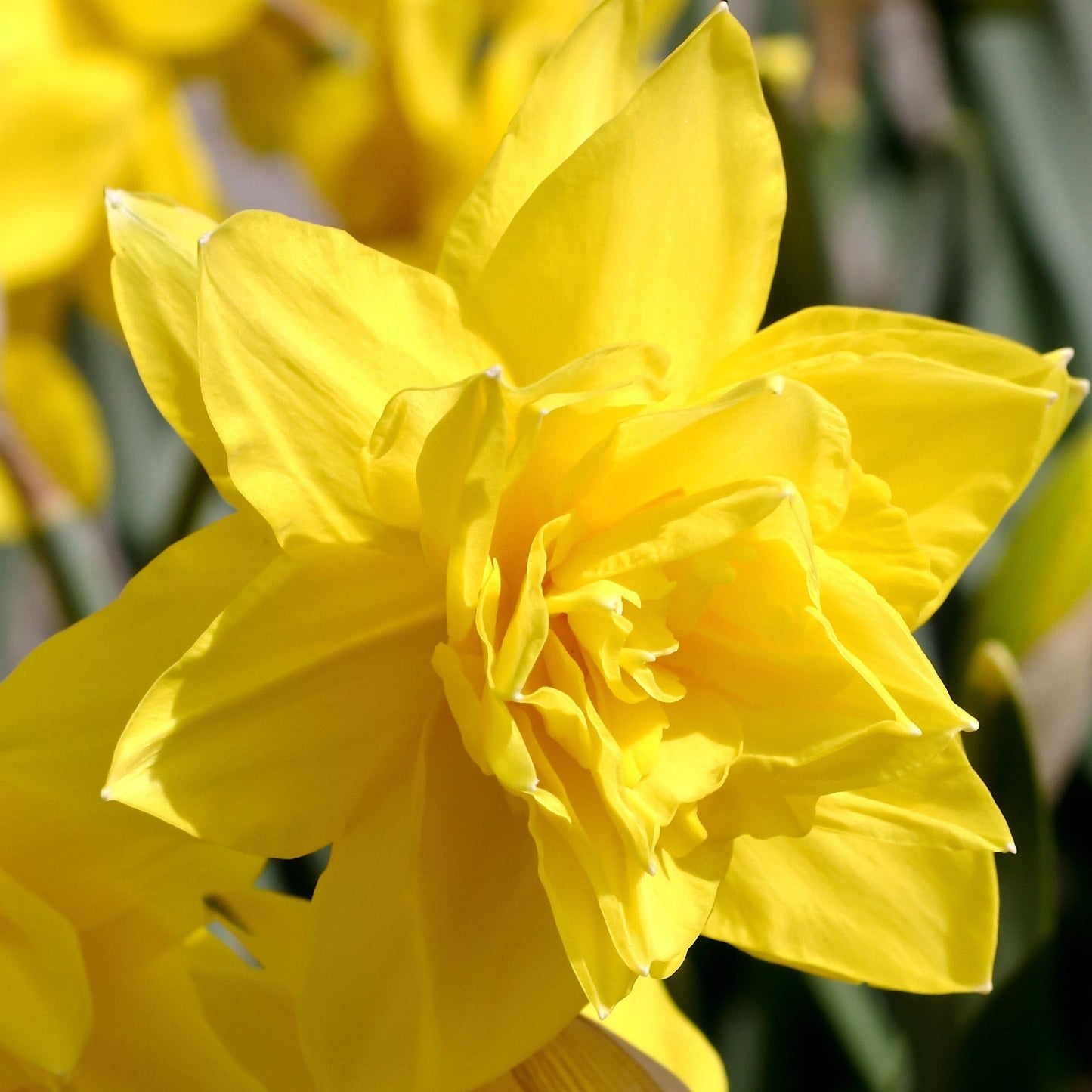 Daffodil 'Golden Ducat' (15 Bulbs)
