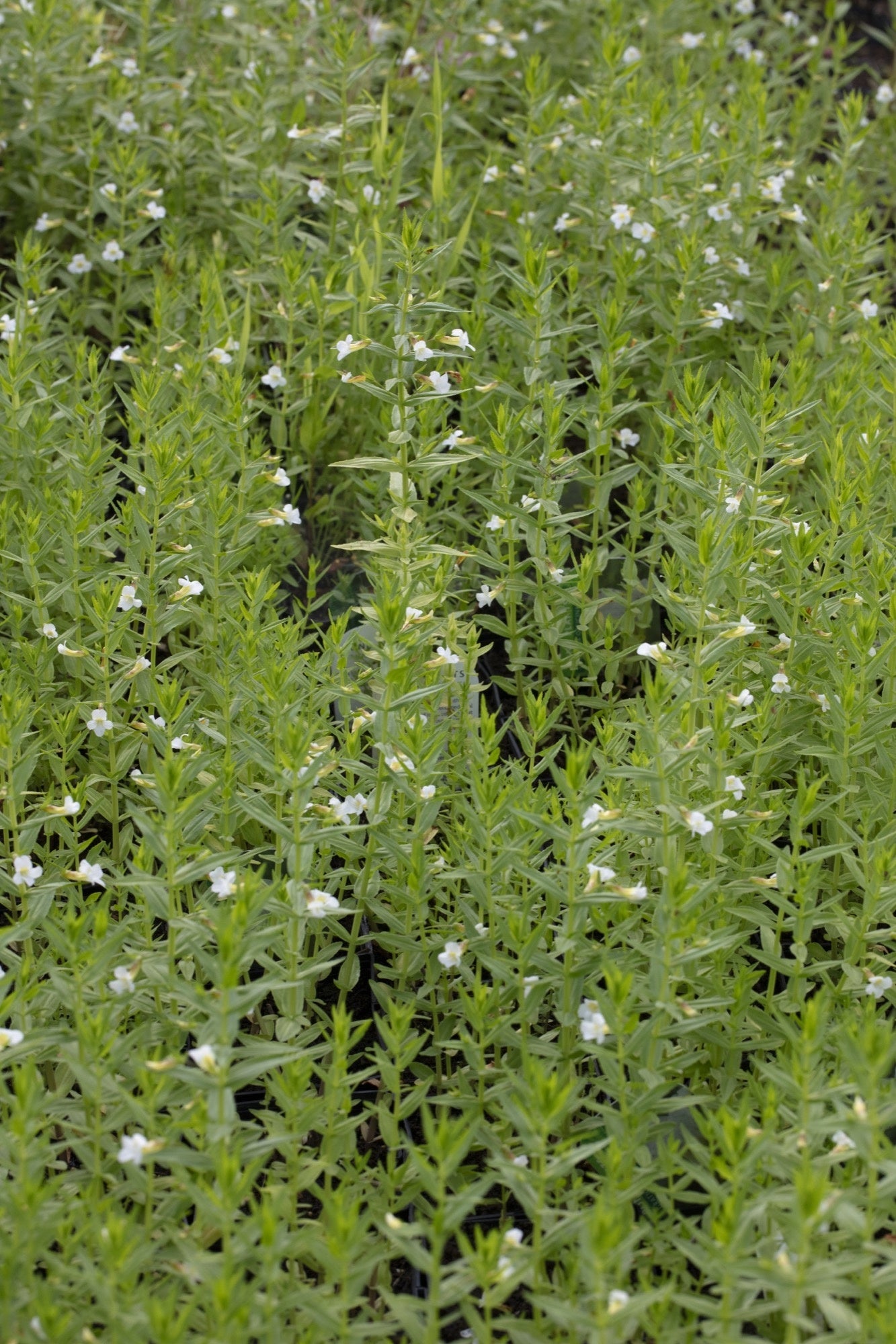 Gratiola officinalis (Summer Snowflake) - Marginal Pond Plants - MP042