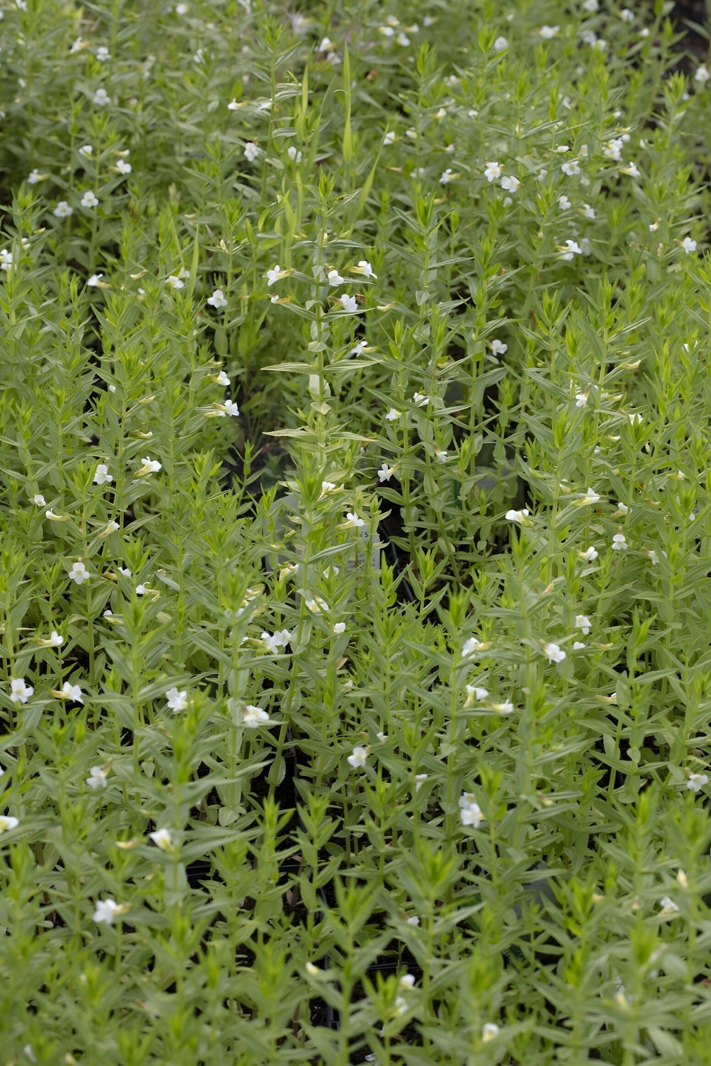 Gratiola officinalis