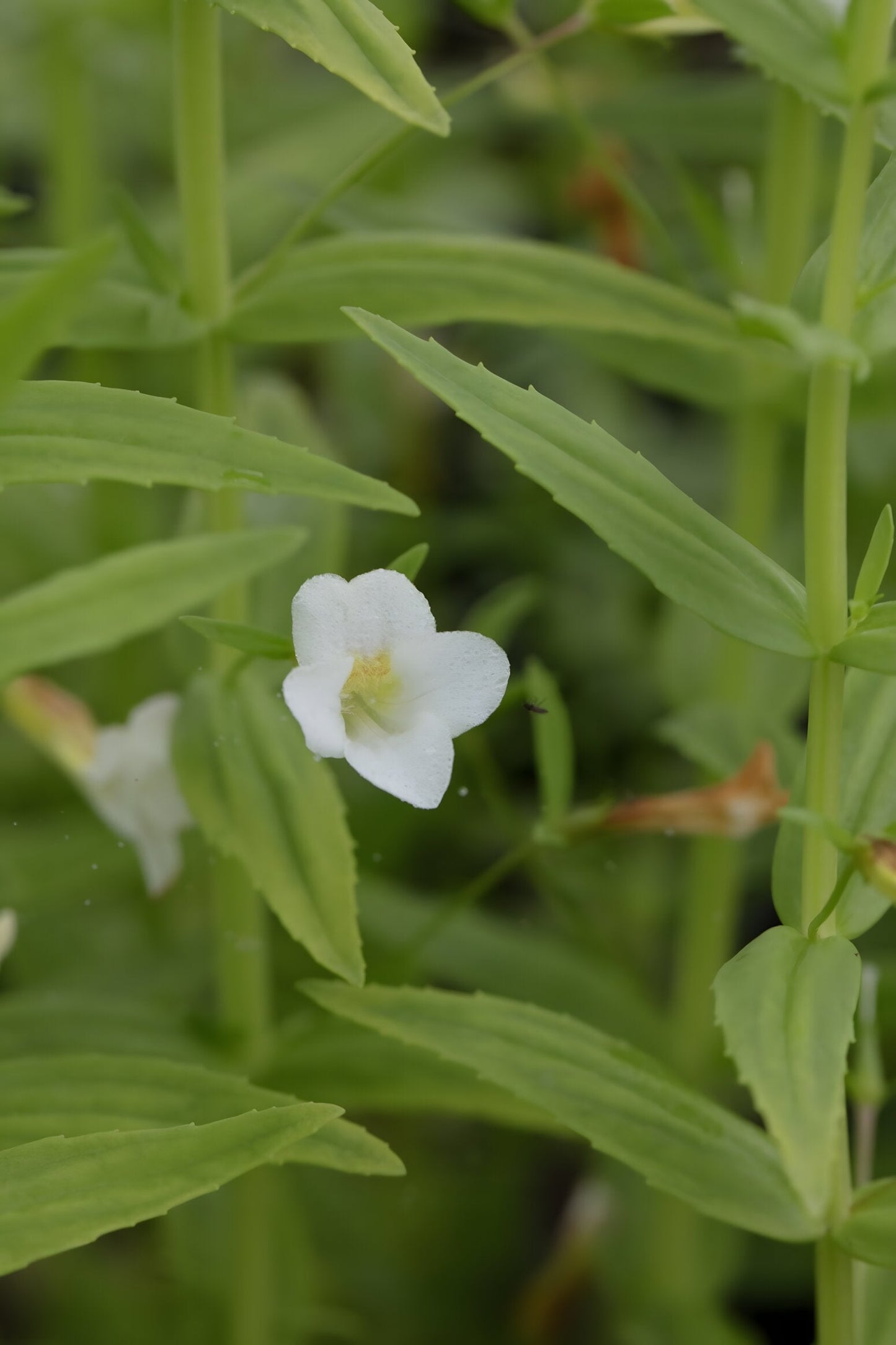 Gratiola officinalis