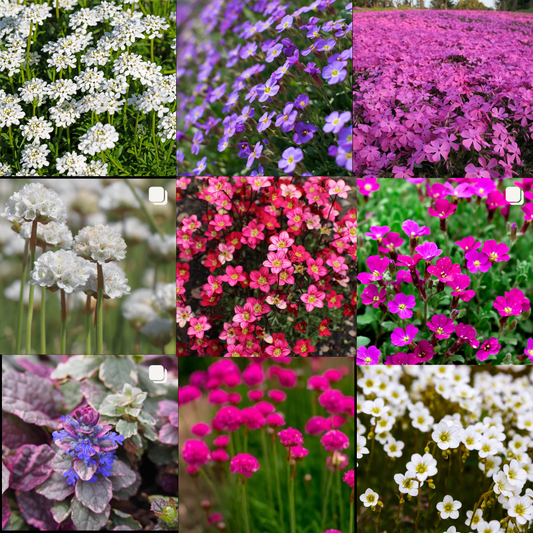 Alpine Rockery Ground Cover Plants Mix of 3