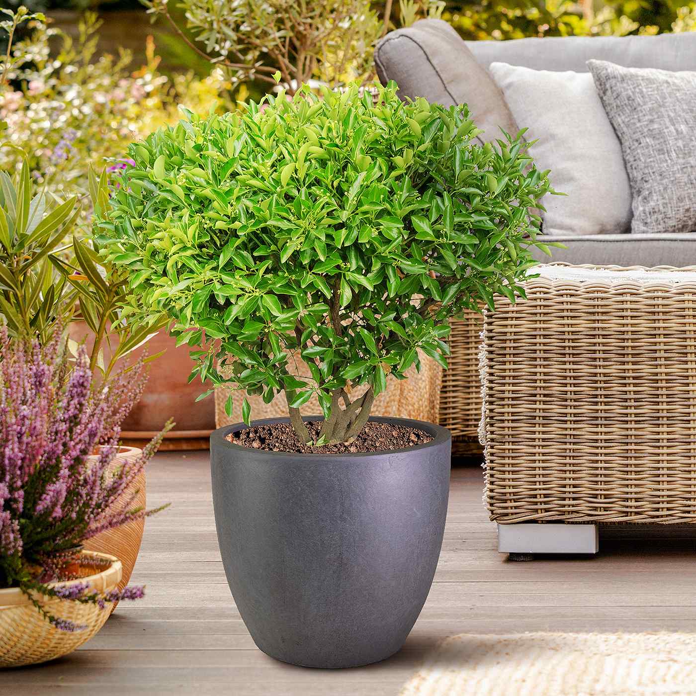 IDEALIST Lite 50cm Large Garden Planter for Trees | Washed Light Concrete Egg Round Planter | Contemporary Outdoor Plant Pot D50 H50 cm, 98L