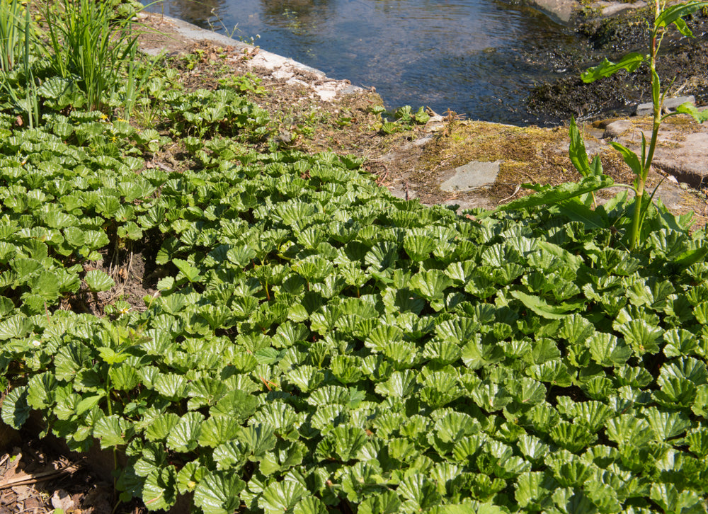 Gunnera Magellanica - BP043 Packs