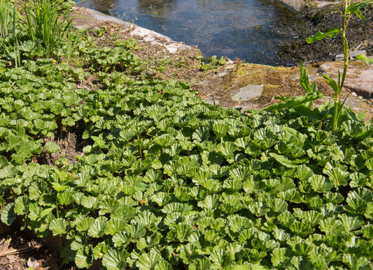 Gunnera Magellanica - BP043 Packs