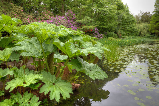 Gunnera Manicata - BP044 Packs