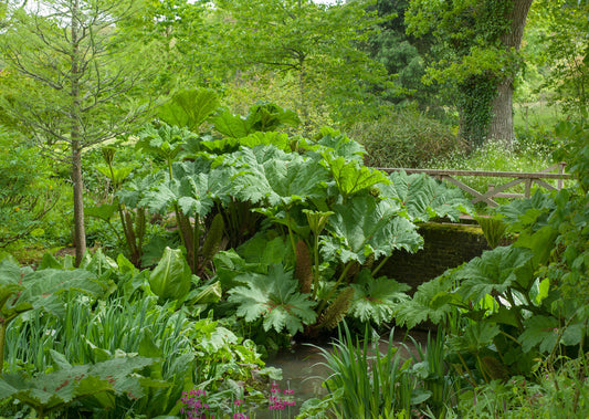 Gunnera Manicata - BP044 Packs