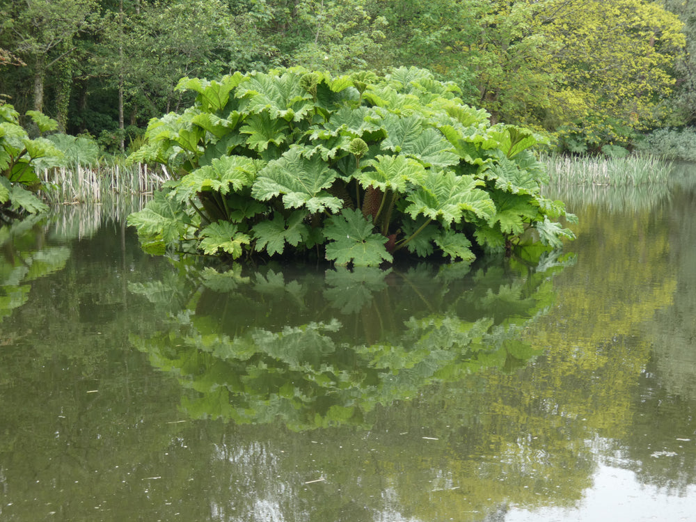 Gunnera Manicata - BP044 Packs